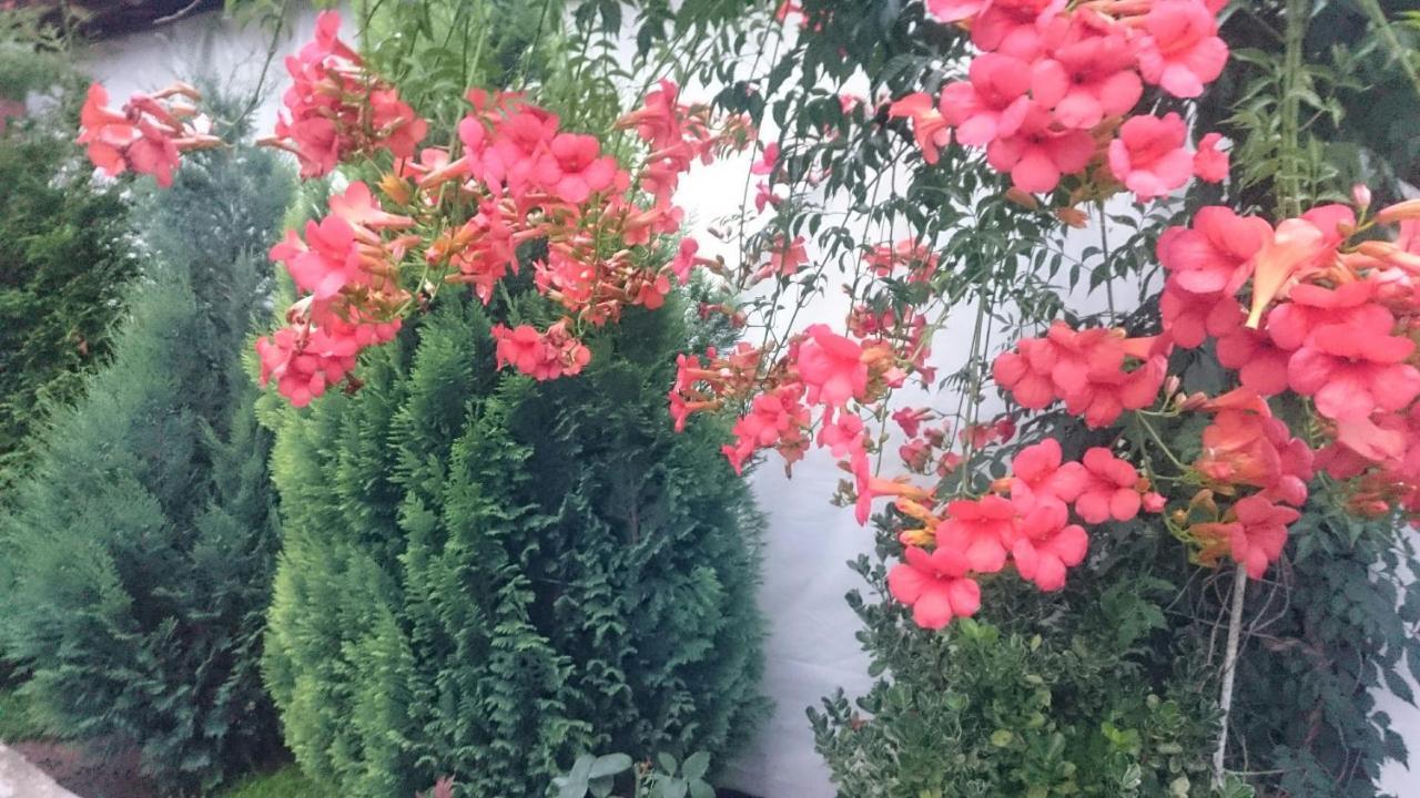 ספרבה בניה Guesthouse Dida מראה חיצוני תמונה